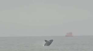 VÍDEO: Baleia-franca faz acrobacias e surpreende frequentadores da orla de Tramandaí