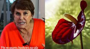 Segundo Marcia Sensitiva, esta planta é infalível para atrair o amor