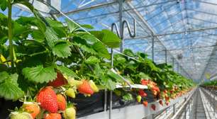 O paradoxo da Holanda revela como um país menor que o Rio de Janeiro virou o terceiro maior exportador de alimentos do mundo usando estufas com inteligência artificial e plantações sem solo