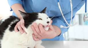 Síndrome do gato nervoso: veterinária alerta para sinais que não devem ser ignorados