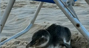 Pinguim aparece na Praia de Ipanema e se abriga em cadeira de praia