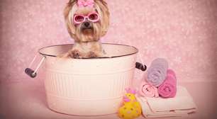 Expectativa de vida do Yorkshire Terrier e 7 sinais de saúde que merecem atenção