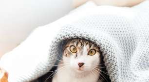 5 cuidados essenciais para proteger seu pet nos dias frios