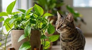 Planta jiboia é tóxica para gatos? Saiba quais são os riscos e como proteger seu pet