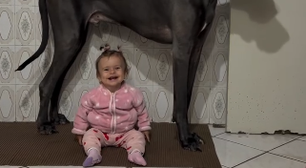 Cão gigante faz sucesso nas redes como 'babá' de bebê: 'Primeiro grande amor de uma criança'