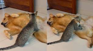 Amizade de milhões: gatinho de rua faz massagem em golden retriever