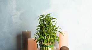 Bambu-da-sorte: saiba como utilizar a planta para atrair boas energias