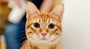 "Quase todos os gatos laranjas são, na verdade, tigrados, o que os torna muito amigáveis para famílias": padrão de pelagem pode estar atrelado ao comportamento dos bichanos