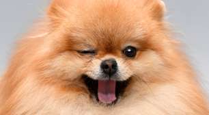 Lulu da Pomerânia: 5 problemas de saúde que todo tutor deve conhecer