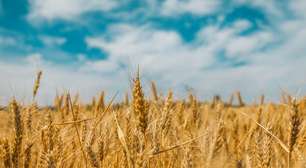 'BRS Cracker': Brasil apresenta tipo de trigo inédito que une alta produtividade e resistência a doenças