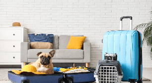 Férias com pets: 6 dicas para preparar o seu cão para viajar com segurança
