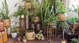 5 plantas perfeitas para quem mora em apartamento escuro