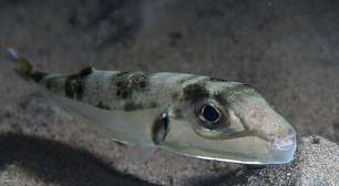 Grécia oferece recompensa financeira para quem capturar peixe venenoso que ameaça o Mediterrâneo