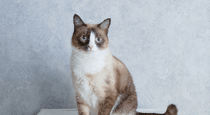 6 raças de gato que se destacam pelos olhos azuis