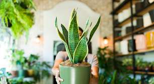 5 plantas que protegem sua casa contra energia negativa
