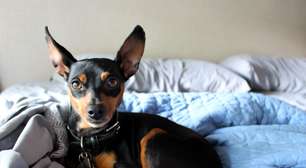 Por que o Pinscher late tanto? Entenda os motivos e como controlar