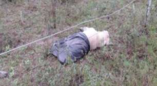 Vereador é indiciado pela morte de cão comunitário no Litoral Norte