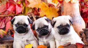 Quanto tempo vive um Pug? O que realmente faz diferença para a saúde da raça