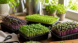 Saúde e economia: Microverdes transformam bandejas pequenas em colheitas frescas na própria cozinha