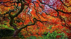 Bordo-japonês: a árvore que muda de cor e transforma qualquer jardim