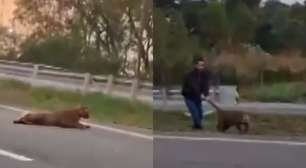 Vídeo mostra homem puxando onça viva pelo rabo no meio de rodovia no interior de SP; assista