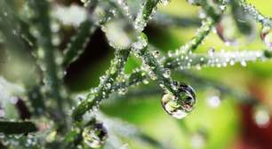 Planta "chorando"? Entenda por que surgem gotas nas folhas e quando isso merece atenção