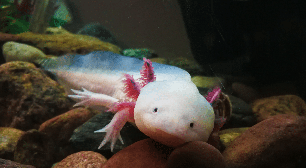 Axolote: 7 curiosidades sobre esse anfíbio