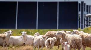 O Texas instalou milhões de painéis solares onde antes havia campos abertos; eles contrataram 3 mil ovelhas para fazer a manutenção do local