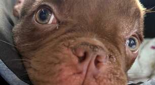 Urgente: A luta pela vida de dois pets com fenda palatina
