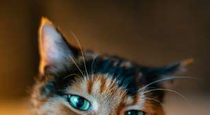 Se o seu gato lambe você, não quer dizer que ele te ama bichanos podem fazer isso por outros motivos