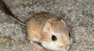 Como o rato-canguru consegue viver no deserto sem beber água