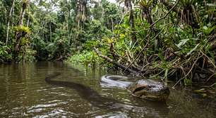 Cientistas identificam nova espécie de sucuri no norte da Amazônia
