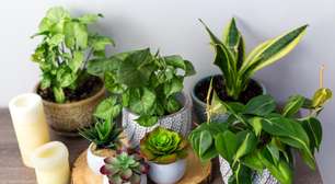 Plantas como presentes: símbolos de sorte e prosperidade