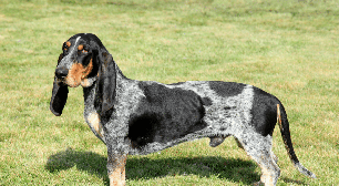 Basset azul da Gasconha: conheça as características do cachorro dessa raça