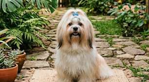 12, 15 anos ou mais? O que realmente influencia a longevidade do Lhasa Apso