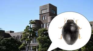 Cientistas descobrem nova espécie de joaninha de 1 milímetro vivendo em árvore de universidade no Japão