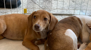 Shopping Nova Iguaçu promove feira de adoção de animais no domingo
