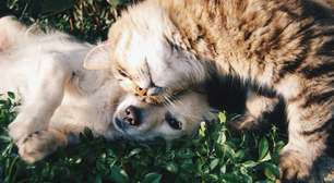 Pet ideal para cada signo: qual mais combina com você?