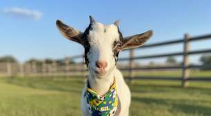 Mini cabras ganham popularidade como animais de estimação, mas precisam de cuidado adequado