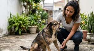 Cachorro com fraqueza nas pernas? Saiba o que pode estar por trás
