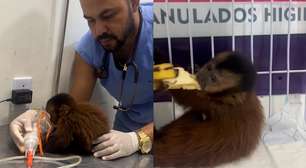 Filhote de macaco-prego é resgatado e recebe tratamento após ser atropelado em estrada no Pará