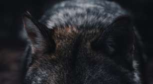 Lobos de 5 mil anos atrás redefinem o que sabíamos sobre domesticação dos cães e outros animais