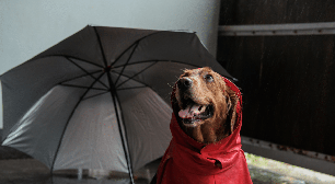 The Umbrella Academy: 10 nomes para cachorro inspirados nos personagens
