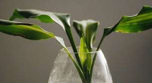 Três plantas aquáticas que quase não requerem cuidados e decoram qualquer cômodo da casa