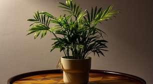 5 plantas que crescem bem em vasos rasos e deixam qualquer cantinho mais bonito