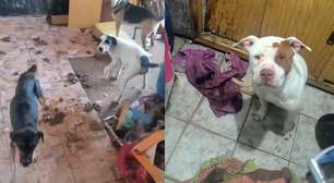 Mais de 25 animais são resgatados em situação de abandono em São Paulo