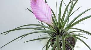 Conheça a planta exótica que transforma qualquer espaço em um refúgio tropical