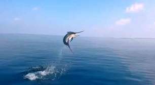 Parecem 'motorizados': conheça os peixes mais rápidos do mundo