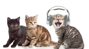 Ranking dos gatos mais tagarelas: quando o miado faz parte da personalidade e quando merece atenção