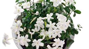 3 cuidados essenciais para estimular a floração das plantas